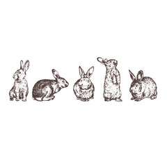Rabbit hand drawn illustration