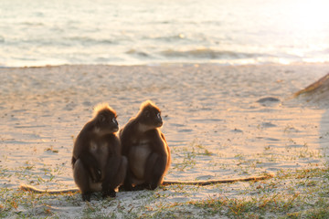 Monkey sitting on the beach with the sunlight reflection in the morning,Dusky langur