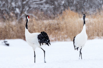 The Red-crowned Crane