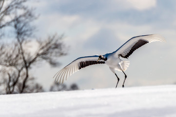 The Red-crowned Crane © jasonyu