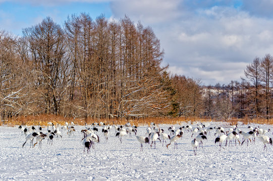 The Red-crowned Crane