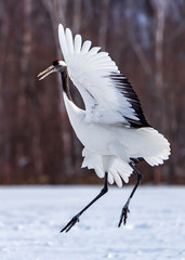 The Red-crowned Crane