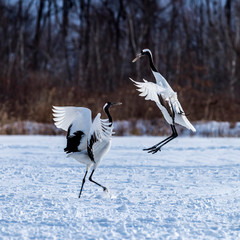 The Red-crowned Crane
