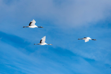 Fototapeta premium The Red-crowned Crane
