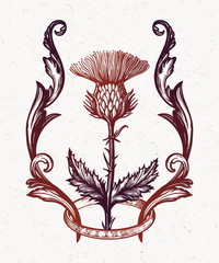 Thistle flower in ornament frame.The Symbol Of Scotland, isolated vector illustration.