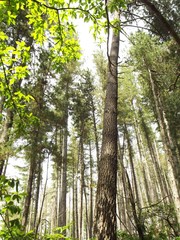 trees in the forest