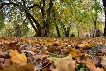 autumn leaves in the park