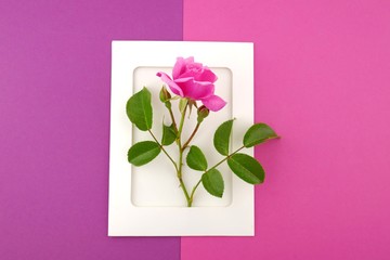 Flower card. Flower frame. Pink rose in a white frame on the combined pink purple background.top view,copy space.Mothers Day.  Women's Day.
