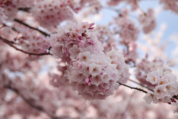 Beautiful pink cherry blossom in spring season.