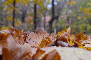 autumn leaves on the ground