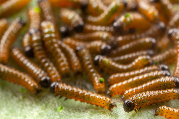 Dione juno caterpillar on passionfruit leaf