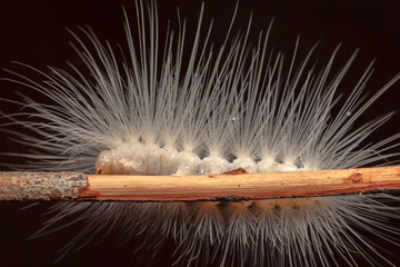 White caterpillar with dark background - high magnification macro