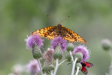 Nymphalidae / Güzel İnci / / Argynnis aglaja