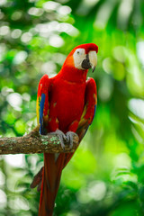 Parrots - Jungle Island, Miami, Florida. USA 