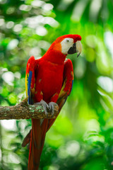 Parrots - Jungle Island, Miami, Florida. USA 