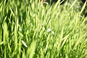 green grass in the sunshine