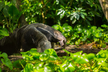 Giant anteater in forest. Florida. USA. 