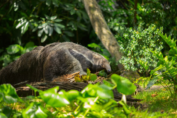 Giant anteater in forest. Florida. USA. 