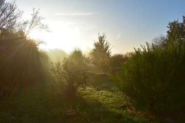 foggy summer morning in the backyard