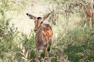South African Safari wildlife impala