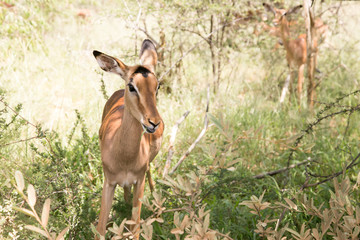 South African Safari wildlife impala