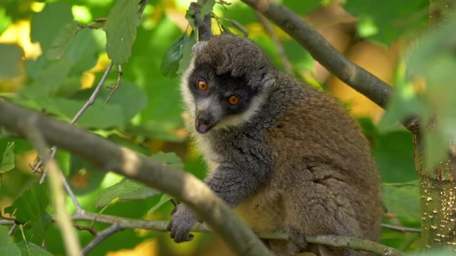 Mongoose lemur eating leaves
