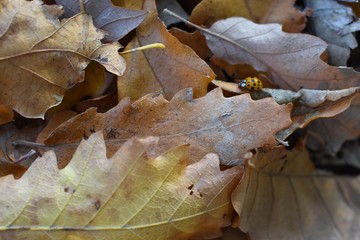 autumn leaves on the ground