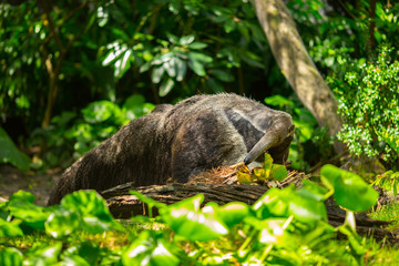 Giant anteater in forest. Florida. USA. 