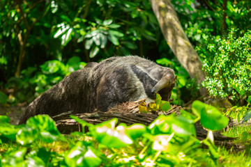Giant anteater in forest. Florida. USA. 