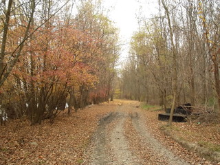 road in autumn forest with junk tyres