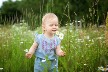 Little blonde girl walks in daisy field of blooming daisies sniffs flowers. Beautiful Caucasian blond hair girl walking and holding daisy flowers in the field