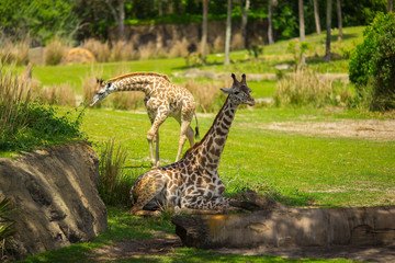 Giraffes are walking in a green meadow. Africa