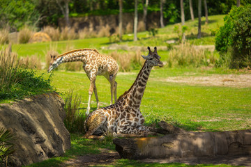 Giraffes are walking in a green meadow. Africa