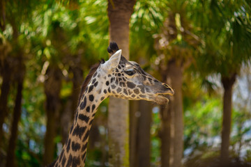 Giraffes are walking in a green meadow. Africa