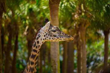 Giraffes are walking in a green meadow. Africa