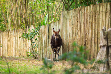 Okapi walking in Forest Park. The okapi (Okapia johnstoni), is a giraffid artiodactyl mammal native...
