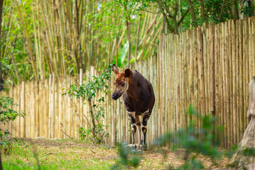 Okapi walking in Forest Park. The okapi (Okapia johnstoni), is a giraffid artiodactyl mammal native...