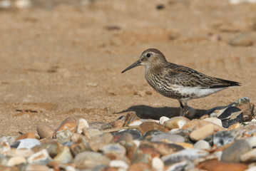 A Dunlin (Calidris alpina) searching for food on the beach.