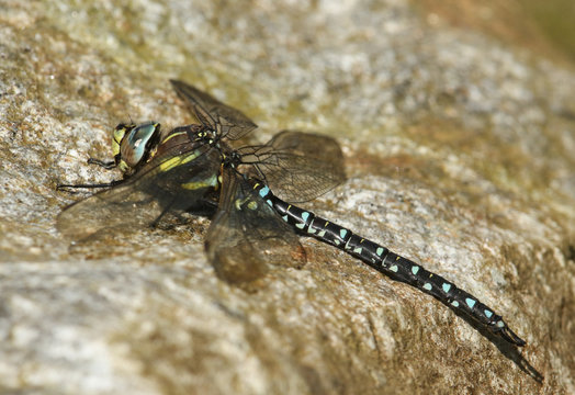 A pretty Common Hawker Dragonfly (Aeshna juncea) perched on a rock.