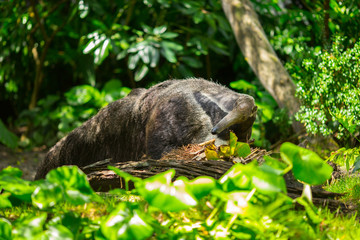 Okapi walking in Forest Park. The okapi (Okapia johnstoni), is a giraffid artiodactyl mammal native to the northeast of the Democratic Republic of the Congo in Central Africa. © miami2you