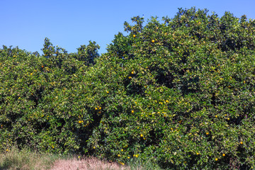 Fototapeta na wymiar Orange grove in Brazil - mature fruits