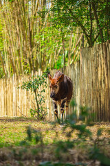 Okapi walking in Forest Park. The okapi (Okapia johnstoni), is a giraffid artiodactyl mammal native...