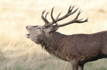 A head shot of a bellowing Red Deer Stag (Cervus elaphus) in rutting season.