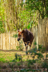Okapi walking in Forest Park. The okapi (Okapia johnstoni), is a giraffid artiodactyl mammal native to the northeast of the Democratic Republic of the Congo in Central Africa. © miami2you