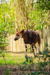 Okapi walking in Forest Park. The okapi (Okapia johnstoni), is a giraffid artiodactyl mammal native to the northeast of the Democratic Republic of the Congo in Central Africa. © miami2you