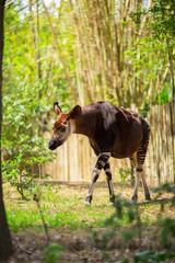 Okapi walking in Forest Park. The okapi (Okapia johnstoni), is a giraffid artiodactyl mammal native...