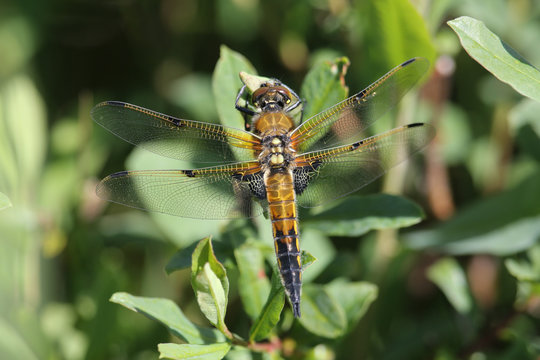 A Four-spotted Chaser Dragonfly (Libellula quadrimaculata) perched on a leaf.