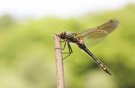 A beautiful rare Downy Emerald Dragonfly (Cordulia aenea) perched on a reed.
