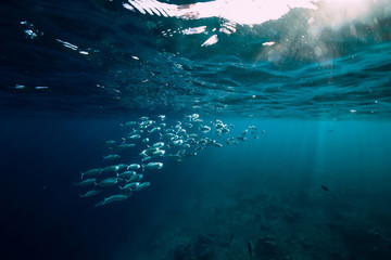 Fototapeta na wymiar Underwater ocean with tuna school fishes and sun rays