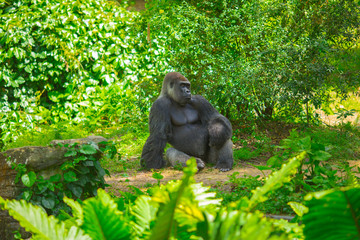 Fototapeta premium Gorilla sitting in a forest. Africa. 
